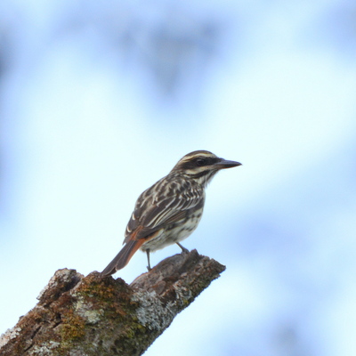 Solitary Flycatcher